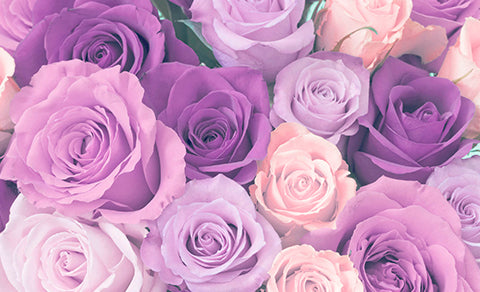 Details 300 imagen flores rosas moradas