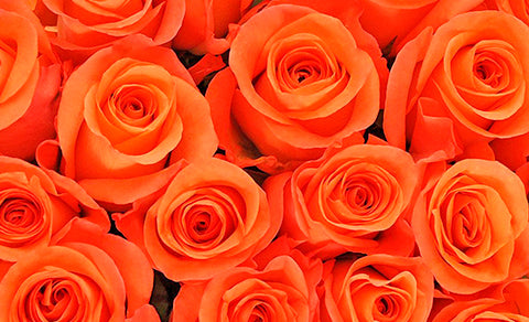 ::Desfile de Rosas AMDA::Hoy se presenta la Rosa Naranja AMDA, la última rosa  Muni-Muni-significado-rosas-naranja