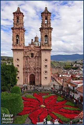 Highlighting the Beautiful Poinsettia, or Nochebuena, Flower