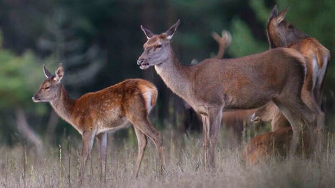 Biche sauvage