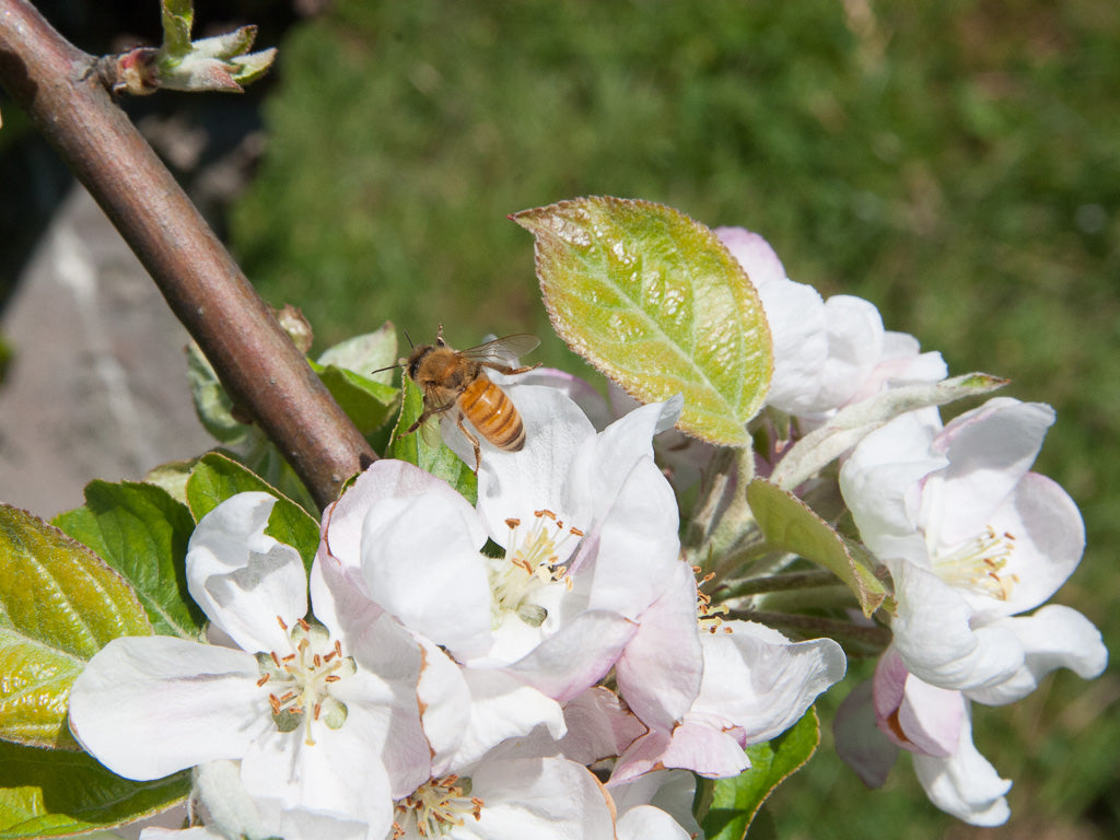 bee pollinating