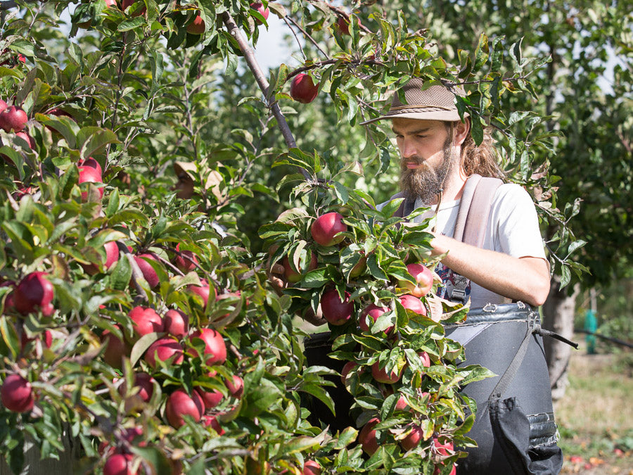 Cider Apple Picking 1