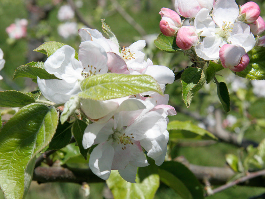 Cider Apple Blossom 3