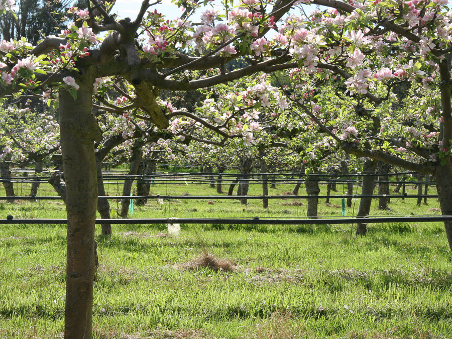 Cider Orchard in Bloom 1