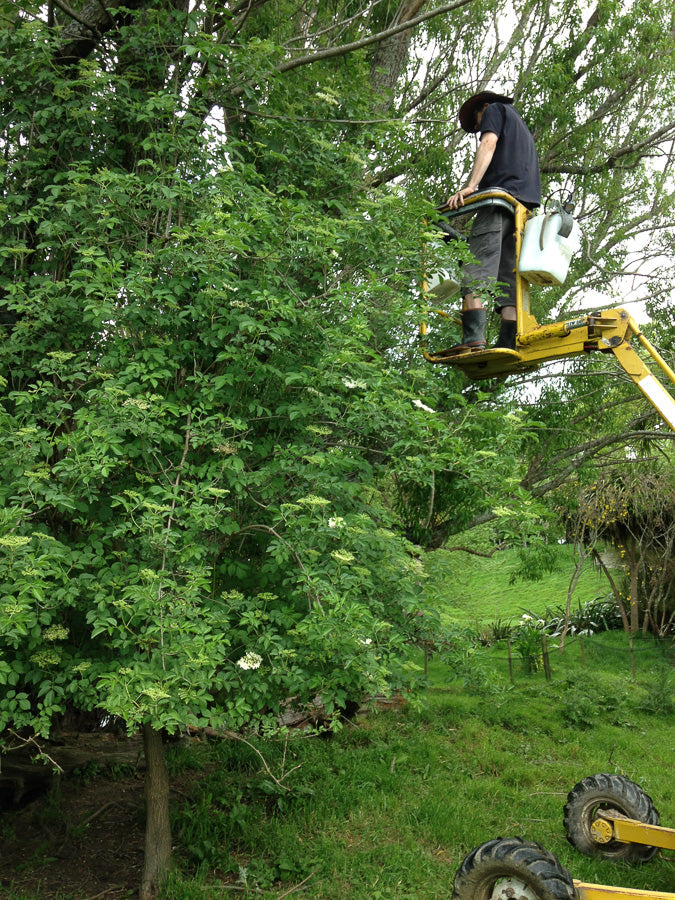 Picking Elderflowers