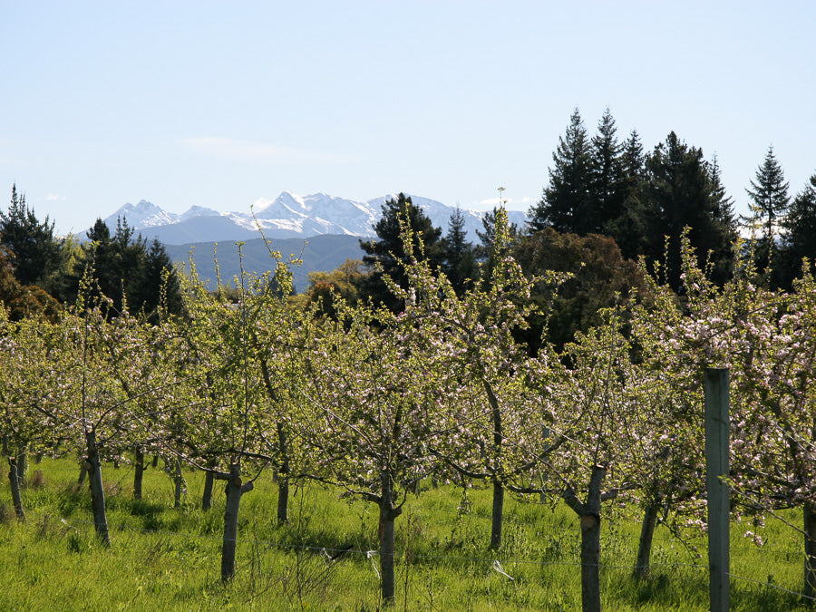 Snowy Mountain Backdrop 2