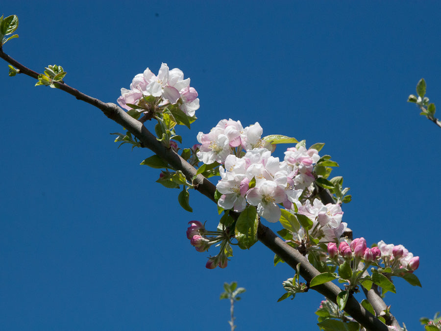 Cider Apple Blossom 1