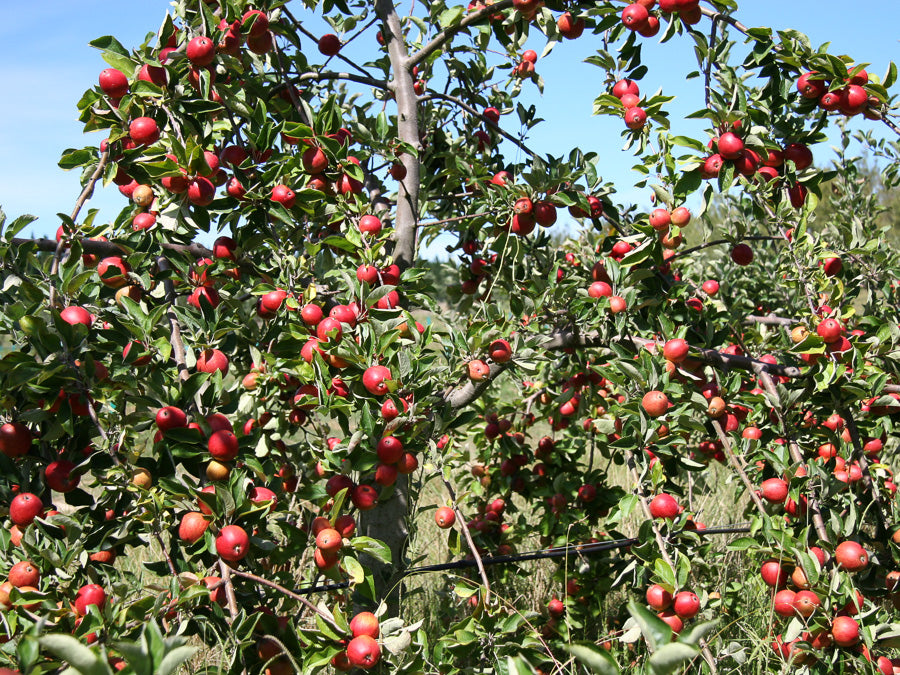 Tree Laden with Cider Apples