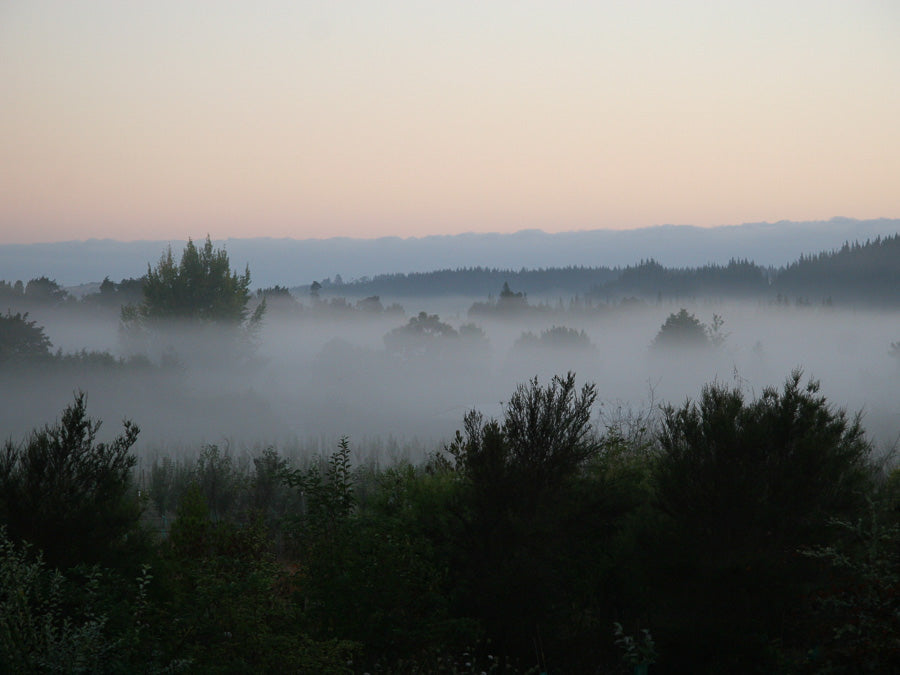 Mist over the Cider Orchard