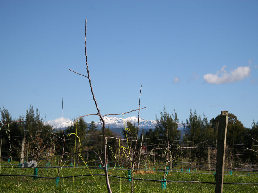 Winter Training Young Cider Trees />