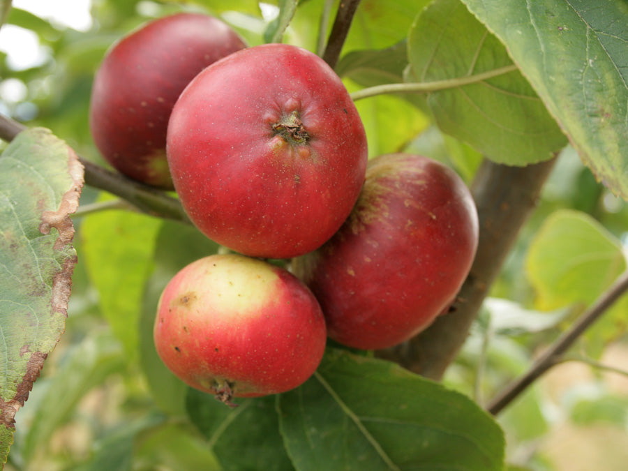 Cider Apples 9