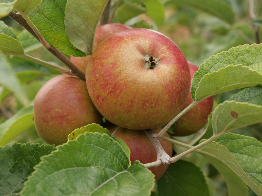 Cider Apples 10