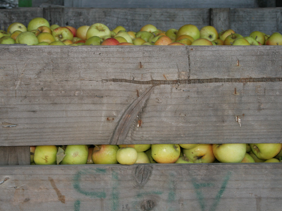 Cider Apples 13