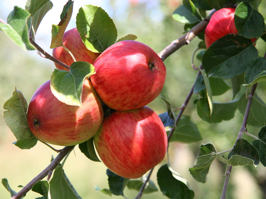 Cider Apples 1