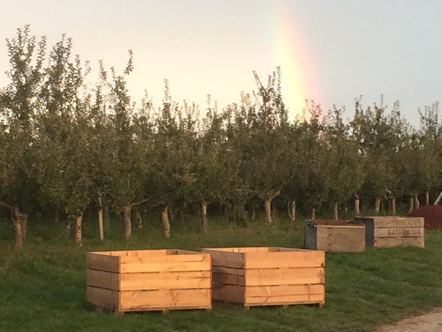 Rainbow over the cider Orchard