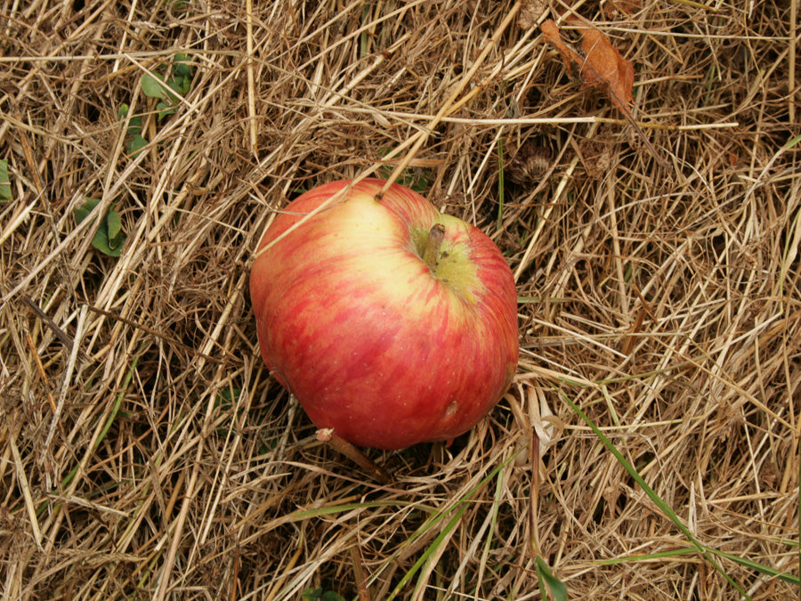 Fallen Cider Apple