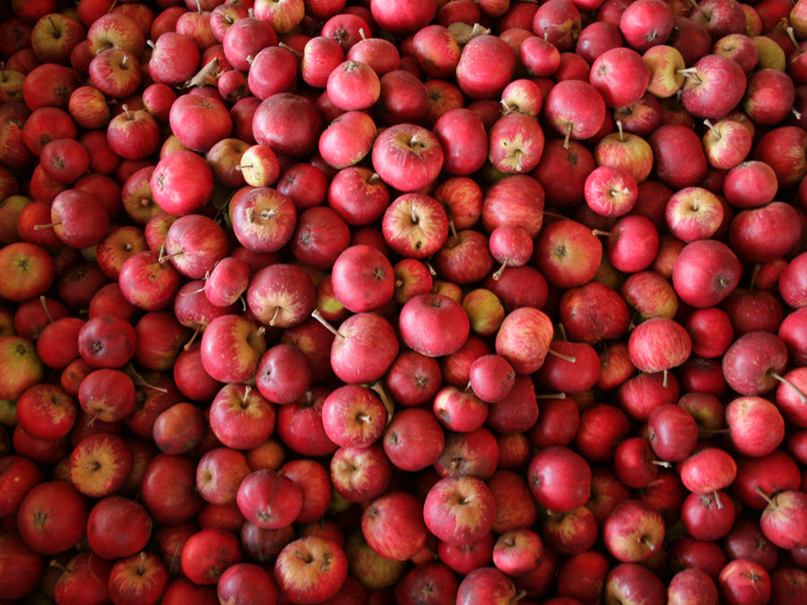 Harvested Cider Apples