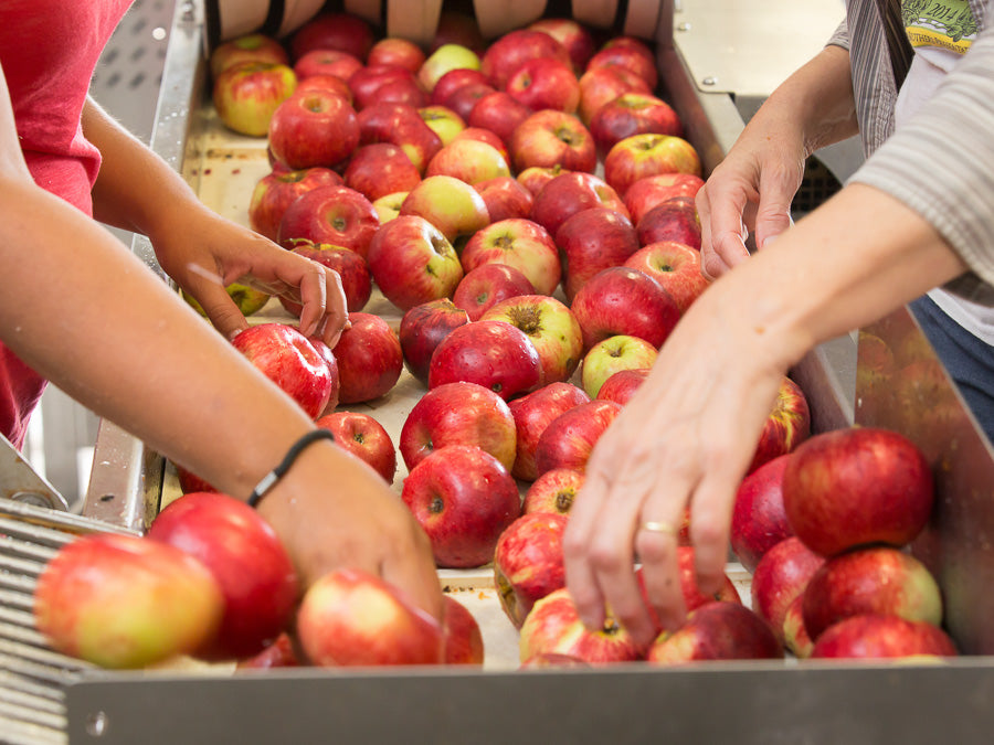 sorting cider apples