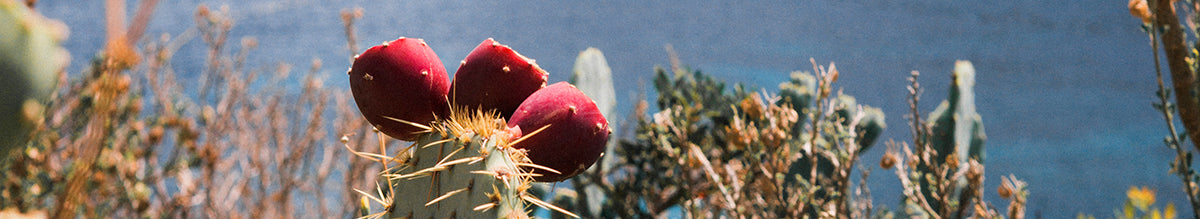 Cactus Blossom - Fredericksburg Farms