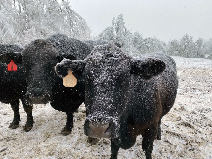 Cows in Snow