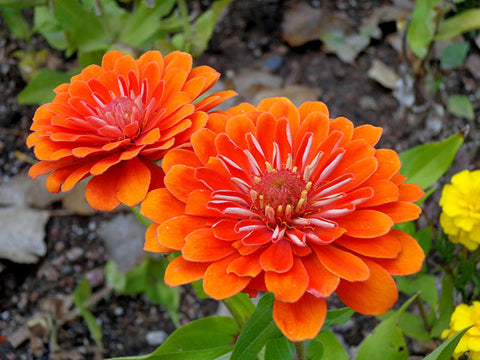 Zinnias