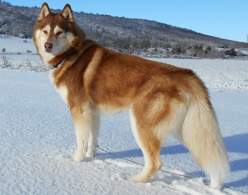 different husky breeds