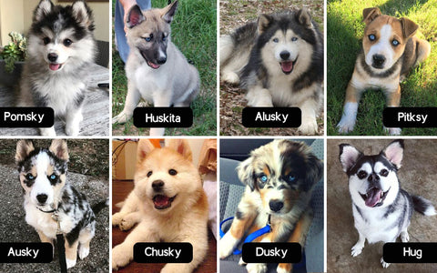 different husky breeds