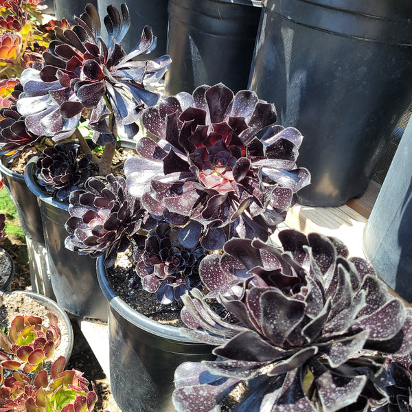 Aeonium Black Rose – AceMegaSucculents