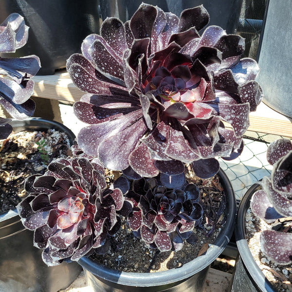 Aeonium Black Rose – AceMegaSucculents