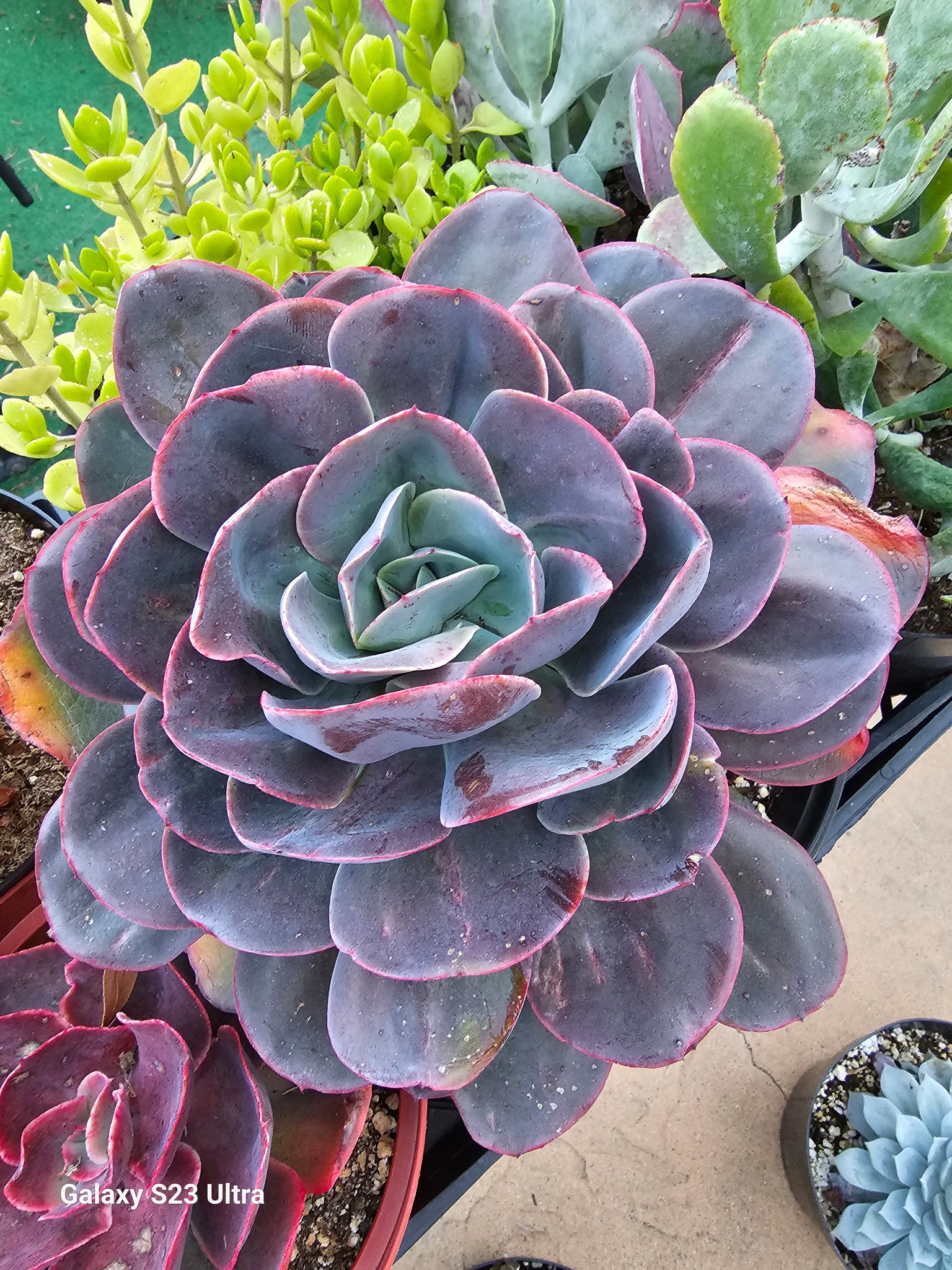 Echeveria Gigantea – AceMegaSucculents