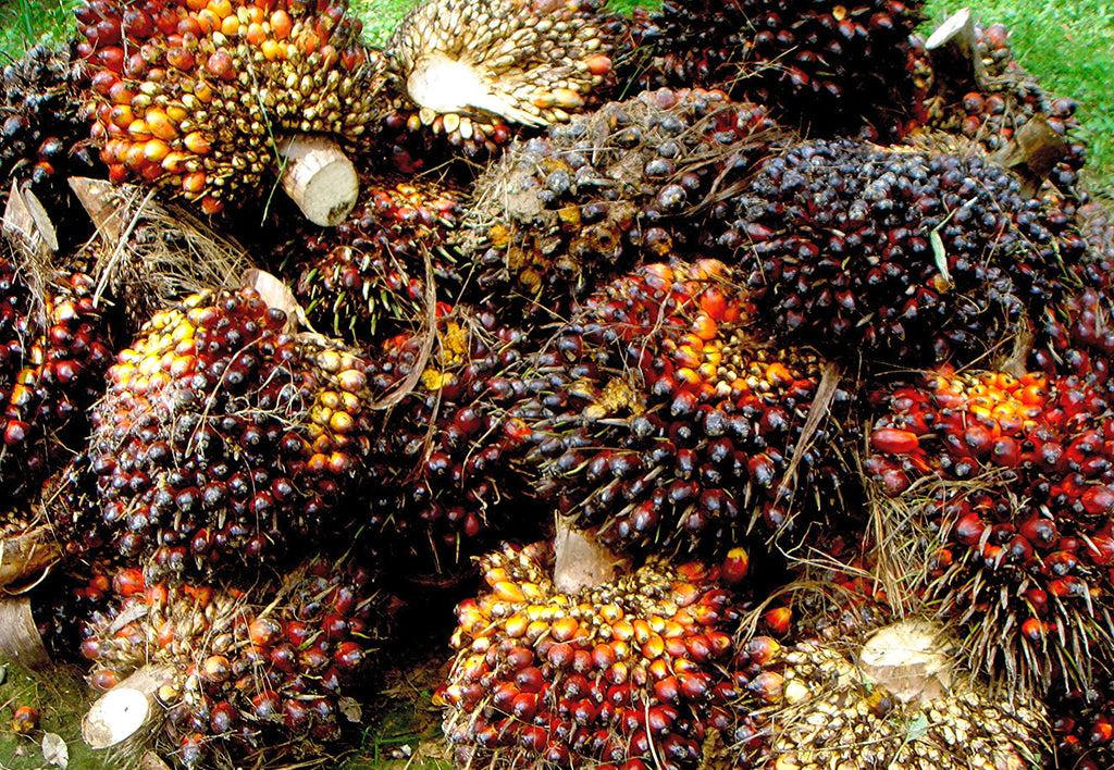 African Oil Palm