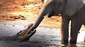 Crocodile and elephant fable