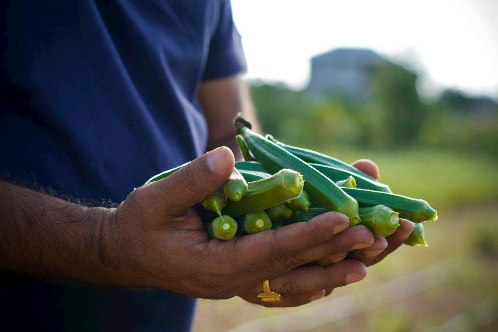 Okra