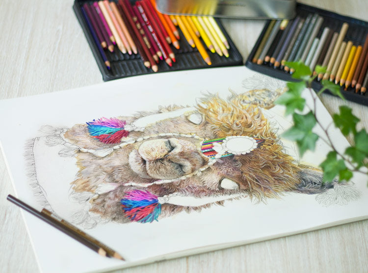 Coloured Pencil Illustrated Artworks - Alpaca in Progress
