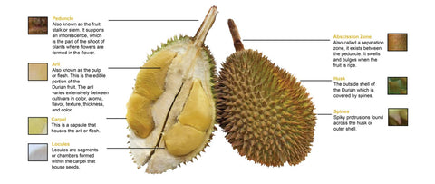 Durian Anatomy