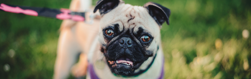 Comment Savoir Si Votre Chien S Etouffe Ou Fait Du Reverse Sneezing Tomojo