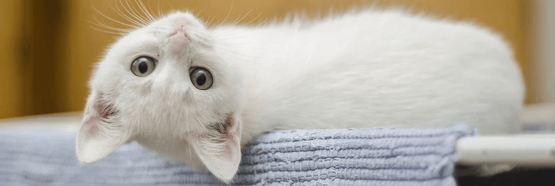 Notre Top 6 Des Races De Chat Les Plus Mignons Tomojo