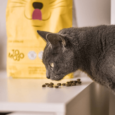 croquettes riches en protéines chat