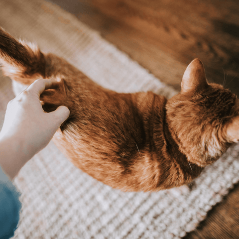 Ronronnements du chat : quelles sont les significations ?