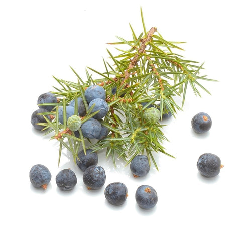 The Amazing Benefits and Uses of Juniper Berry Essential Oil