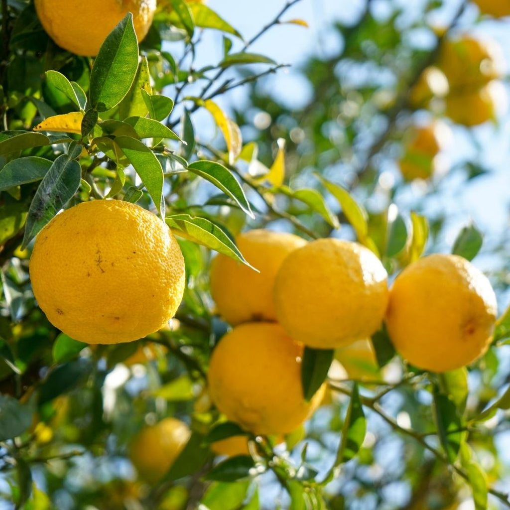 What is Yuzu Fruit: Health Benefits