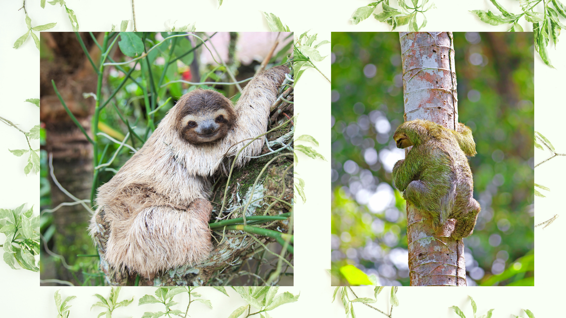 three-toed sloths in trees