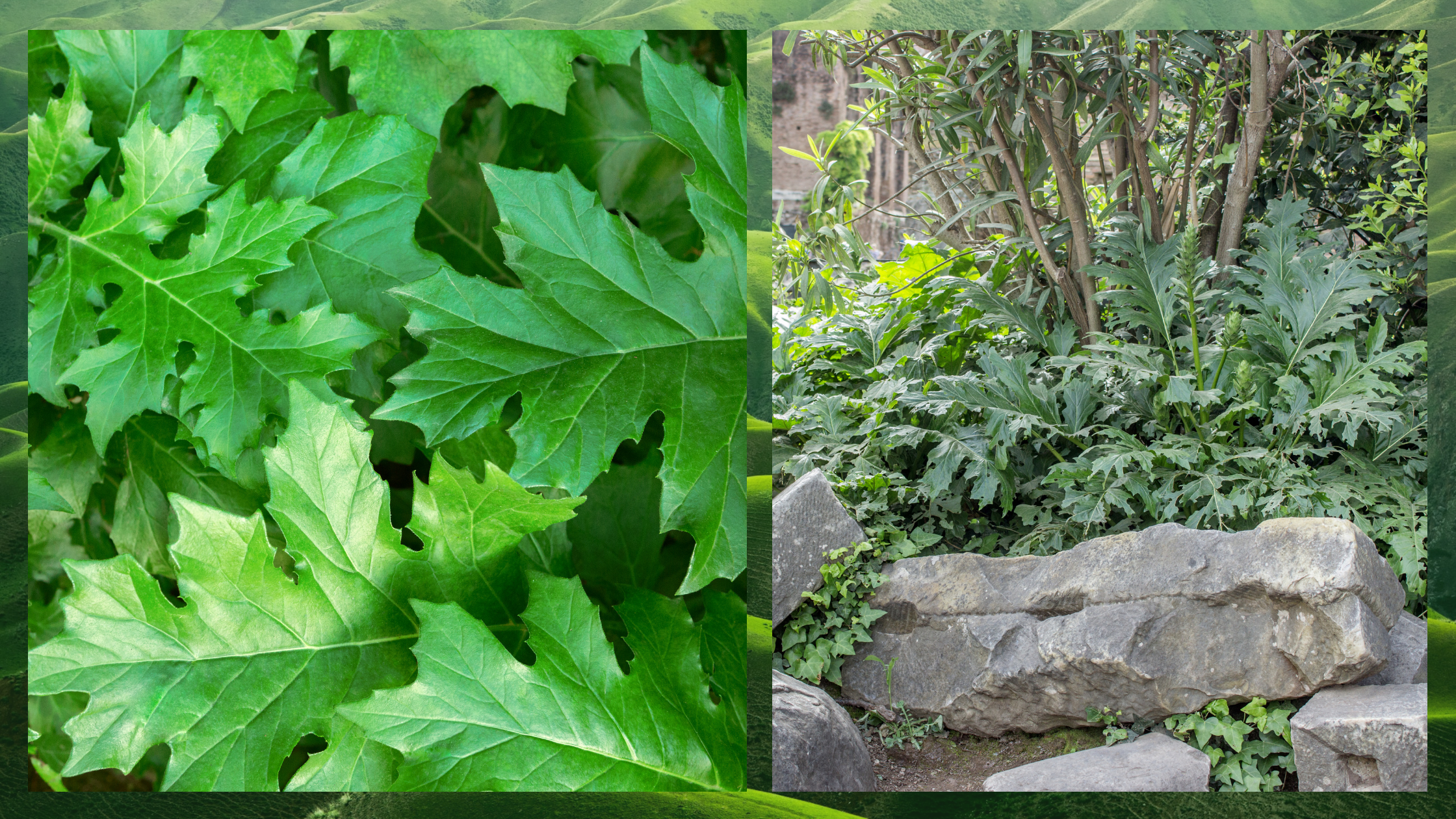 Acanthus leaves and acanthus plant