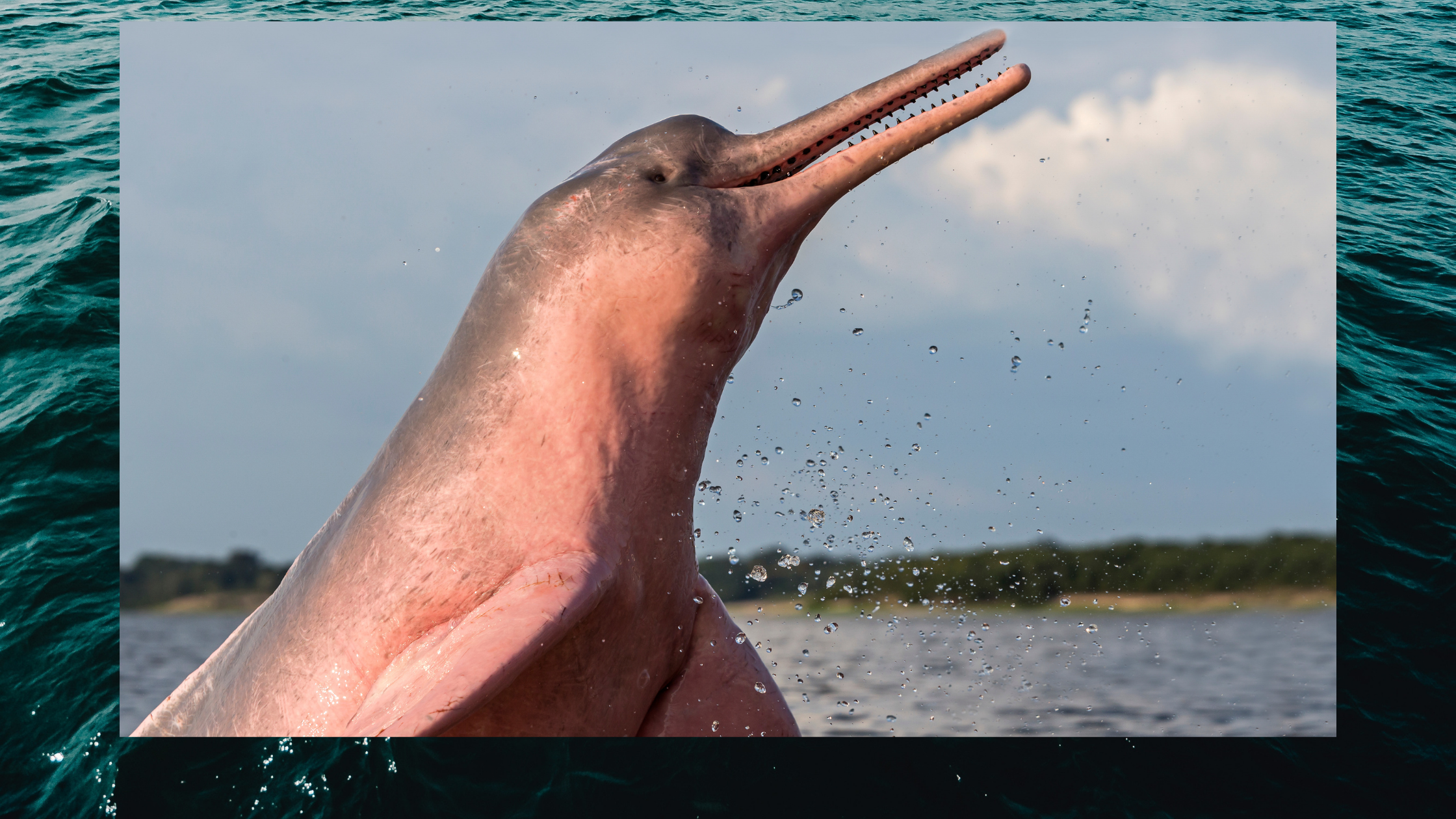 Amazon river pink dolphin leaping out of the water