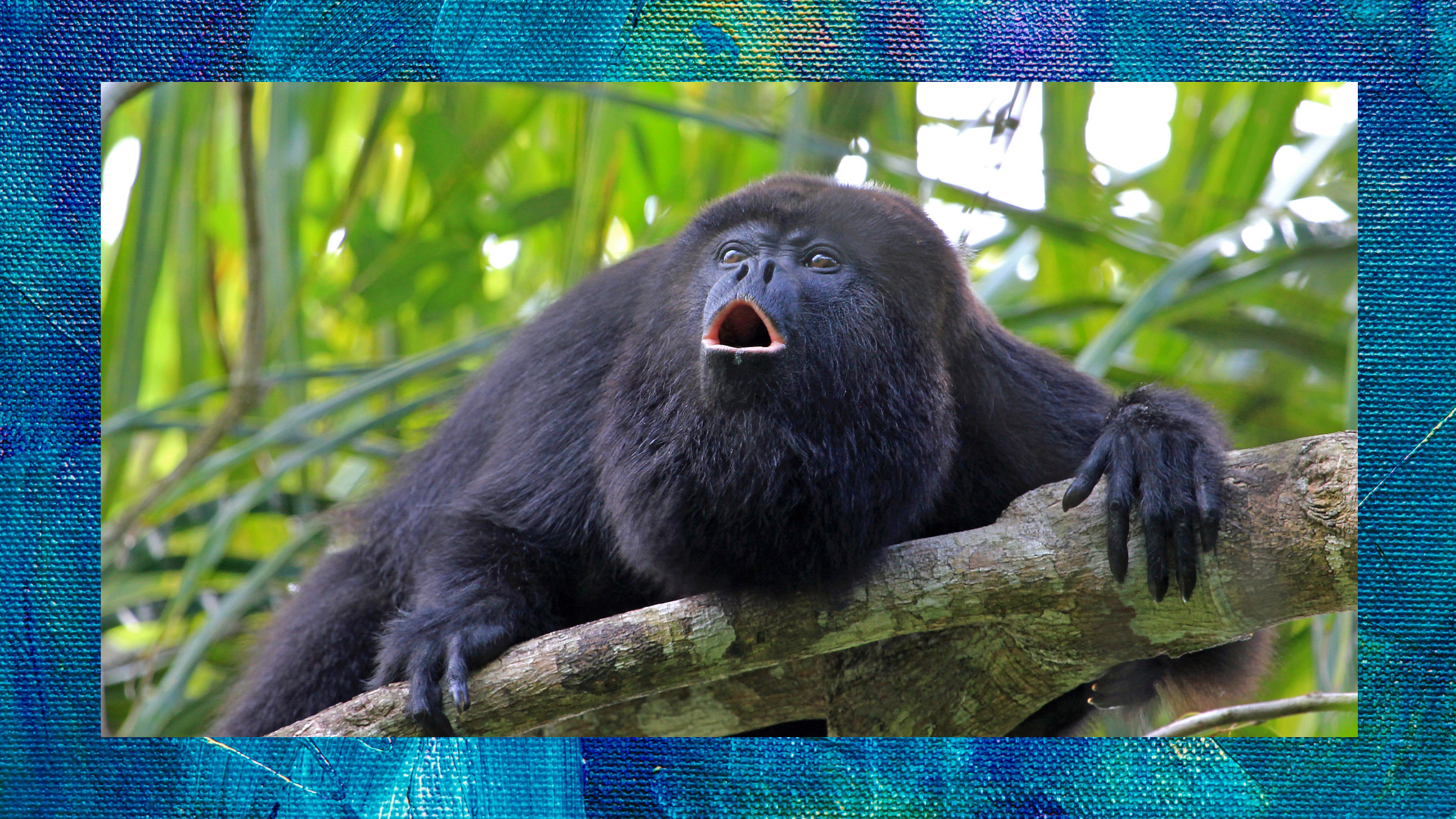 black howler monkey in the amazon rainforest