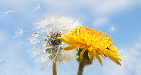 dandelion seeds in a breeze