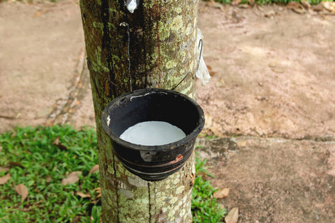 harvesting latex from rubber trees in singapore