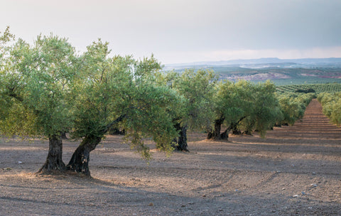 olive trees in grove