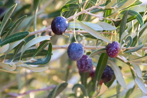 black olives on branch