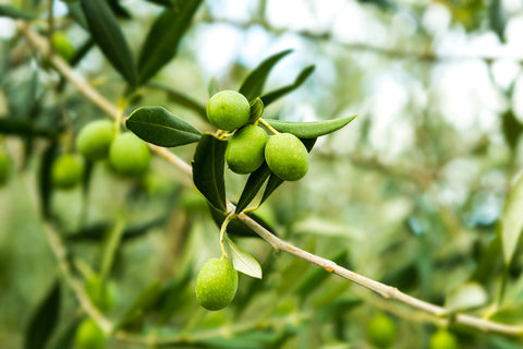 olives on branch